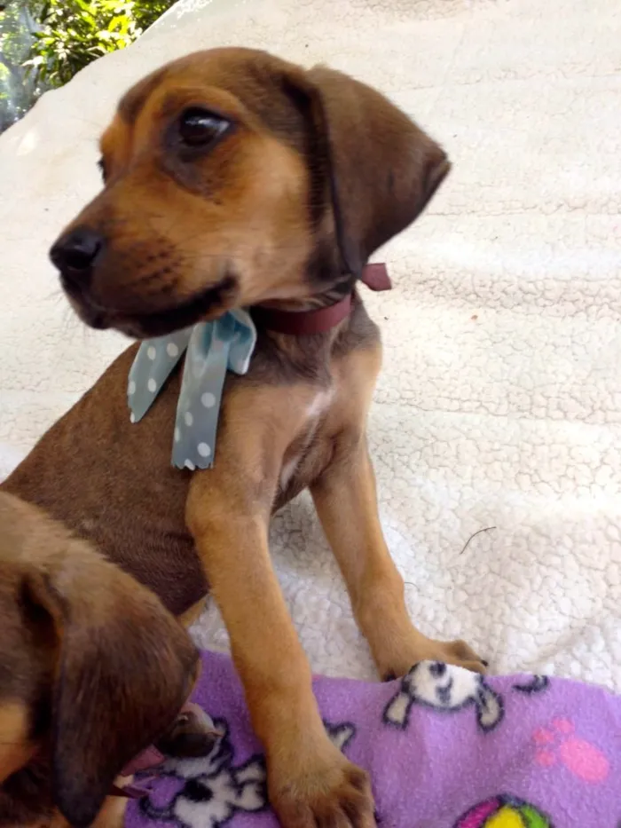 Cachorro ra a SRD idade 2 a 6 meses nome Tina