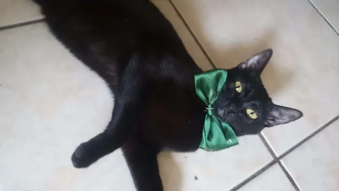 Gato ra a Srd idade 1 ano nome Ororo