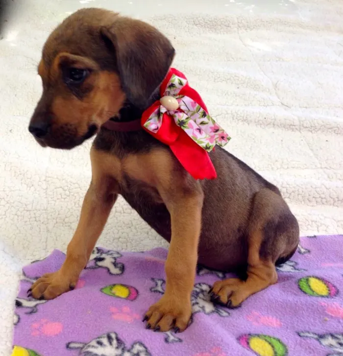 Cachorro ra a SRD idade 2 a 6 meses nome Nina