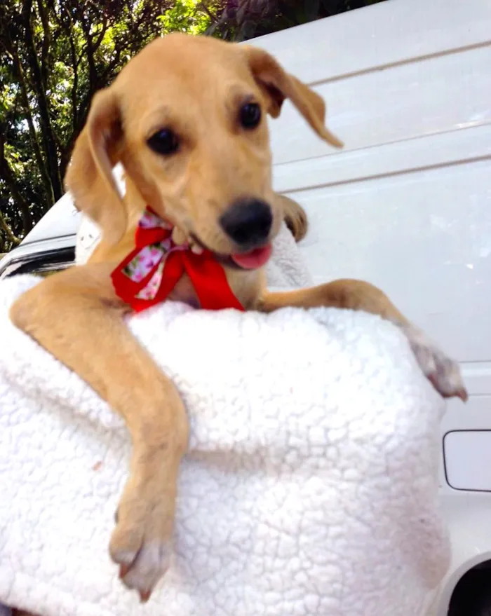 Cachorro ra a SRD idade  nome MELODY