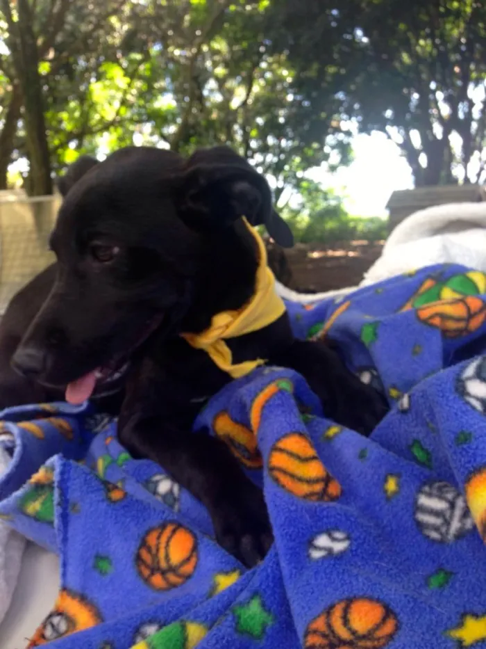 Cachorro ra a SRD idade 2 a 6 meses nome ENZO