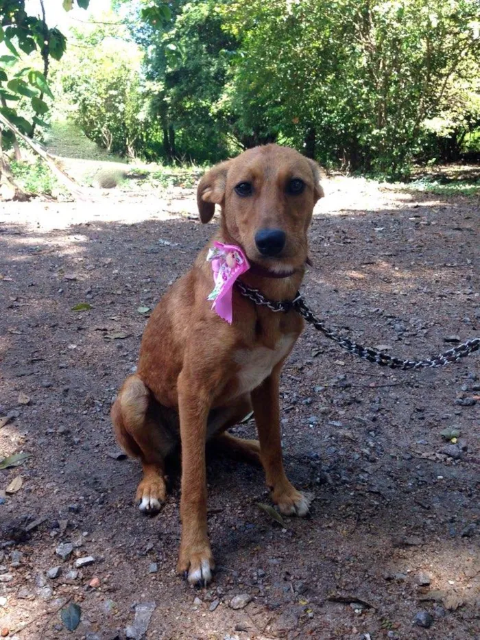 Cachorro ra a SRD idade  nome HONDA