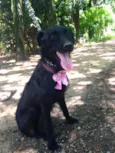 DORA