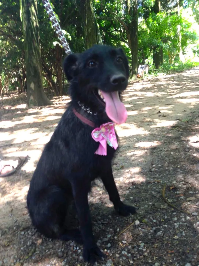 Cachorro ra a SRD idade  nome DORA