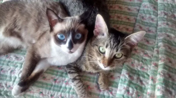 Gato ra a Siamês idade 1 ano nome MAGGIE