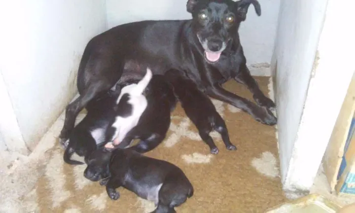 Cachorro ra a Vira-lata  idade Abaixo de 2 meses nome Lucas, Tafarel, Sam