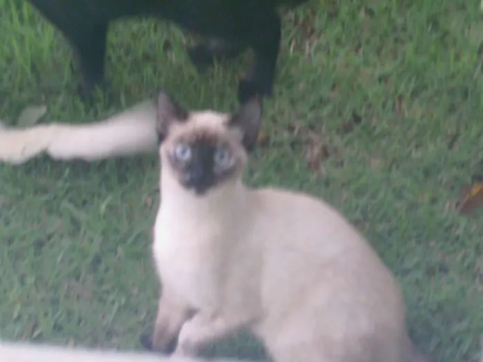 Gato raça indefinidas idade 2 a 6 meses nome sem nome