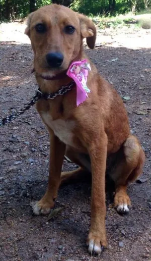 Cachorro raça SRD idade  nome HONDA