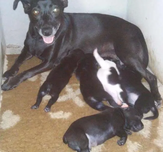 Cachorro ra a Vira-lata  idade Abaixo de 2 meses nome Lucas, Tafarel, Sam