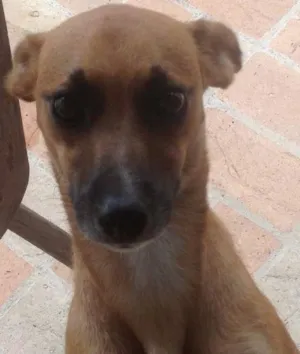 Cachorro raça SRD idade 1 ano nome Drica