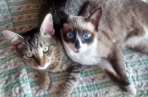 Gato raça Siamês idade 1 ano nome MAGGIE