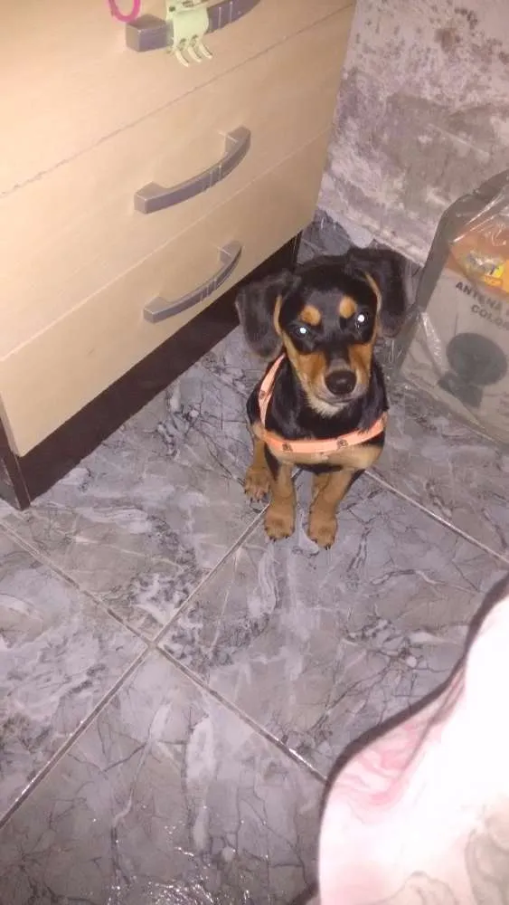 Cachorro ra a SRD idade 2 a 6 meses nome Banguela
