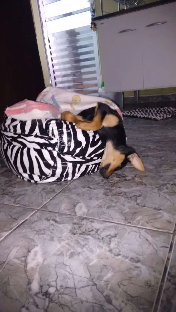 Cachorro ra a SRD idade 2 a 6 meses nome Banguela
