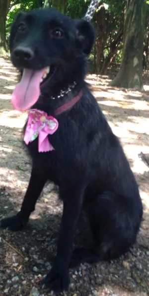 Cachorro raça SRD idade  nome DORA