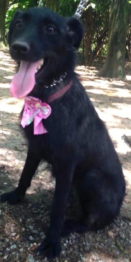 Cachorro ra a SRD idade  nome DORA