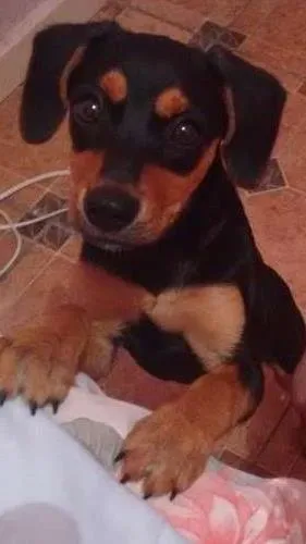 Cachorro ra a SRD idade 2 a 6 meses nome Banguela