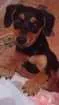 Cachorro raça SRD idade 2 a 6 meses nome Banguela