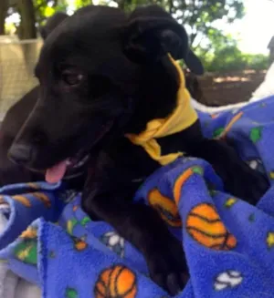 Cachorro raça SRD idade 2 a 6 meses nome ENZO