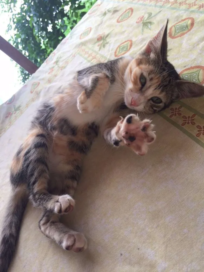 Gato ra a  idade Abaixo de 2 meses nome Carmen