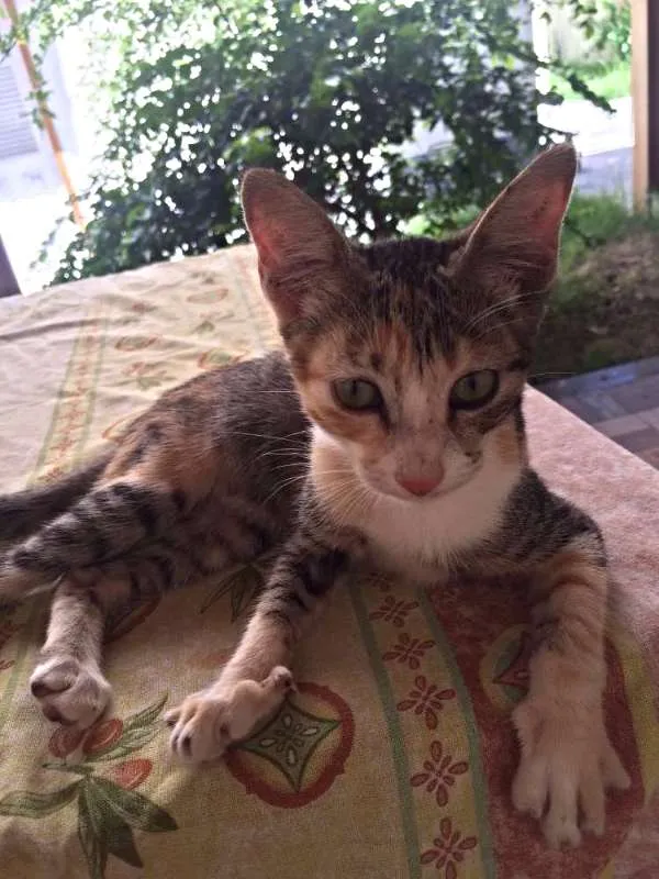 Gato ra a  idade Abaixo de 2 meses nome Carmen