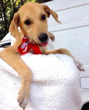 Cachorro raça SRD idade  nome MELODY