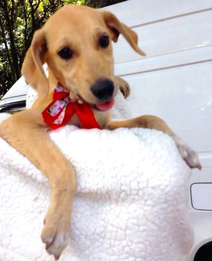 Cachorro ra a SRD idade  nome MELODY