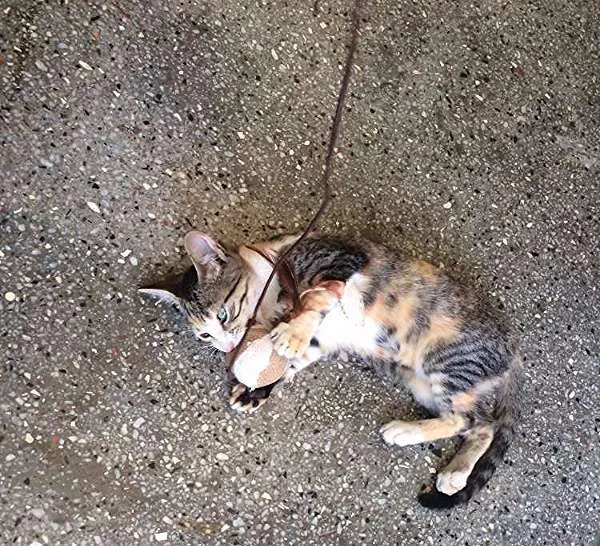 Gato ra a  idade Abaixo de 2 meses nome Carmen
