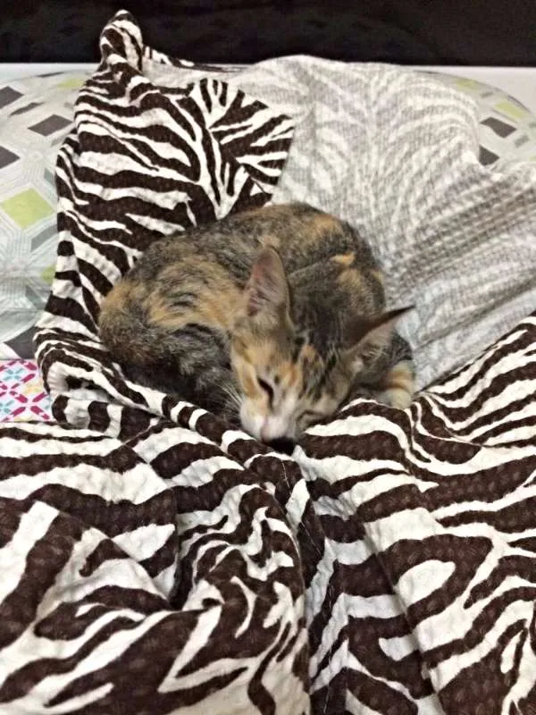Gato ra a  idade Abaixo de 2 meses nome Carmen