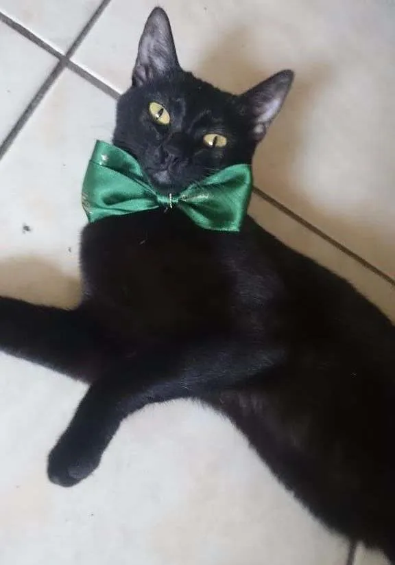 Gato ra a Srd idade 1 ano nome Ororo