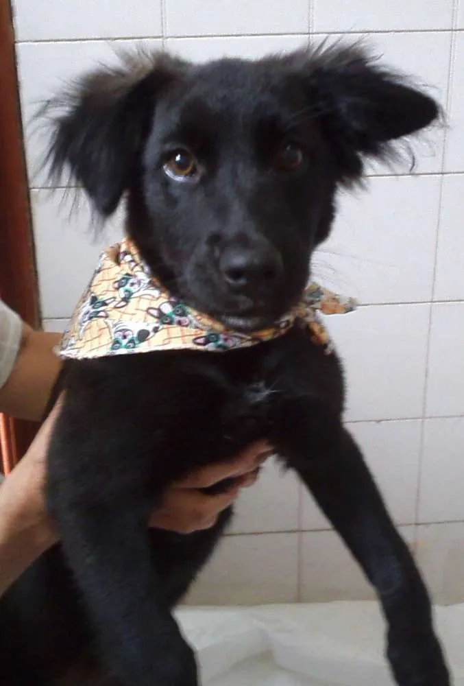 Cachorro ra a SRD idade 2 a 6 meses nome Anita