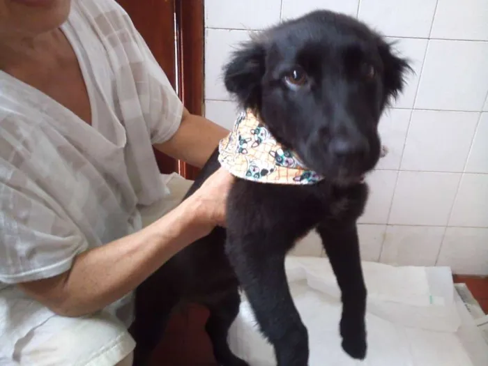 Cachorro ra a SRD idade 2 a 6 meses nome Anita