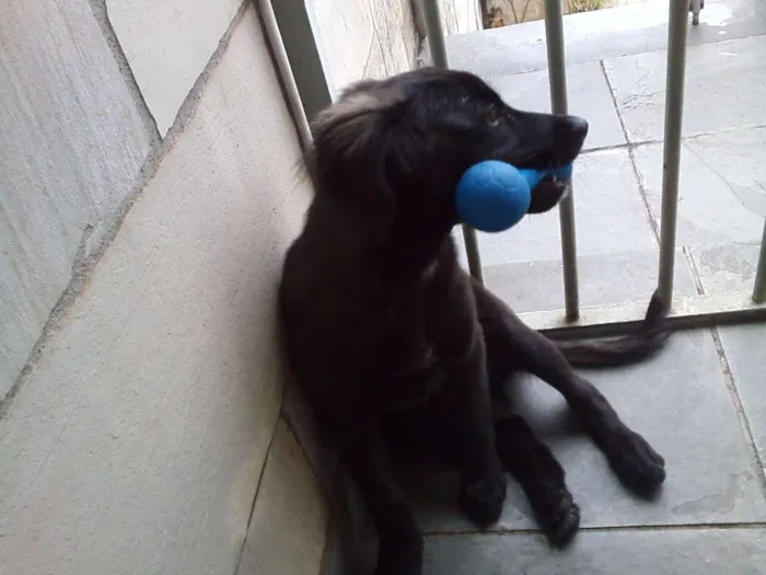 Cachorro ra a SRD idade 2 a 6 meses nome Anita
