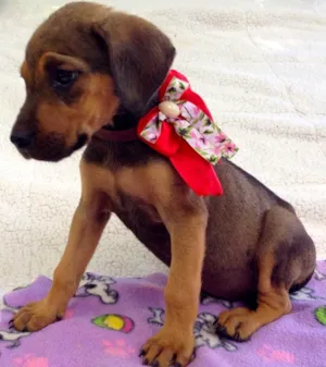 Cachorro raça SRD idade 2 a 6 meses nome Nina
