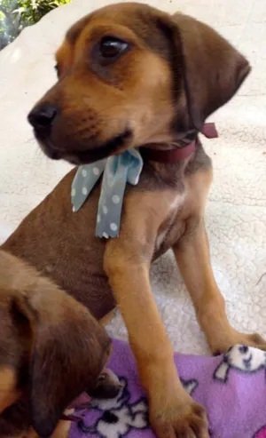 Cachorro raça SRD idade 2 a 6 meses nome Tina