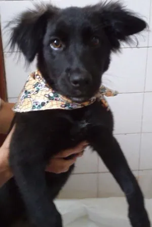 Cachorro raça SRD idade 2 a 6 meses nome Anita