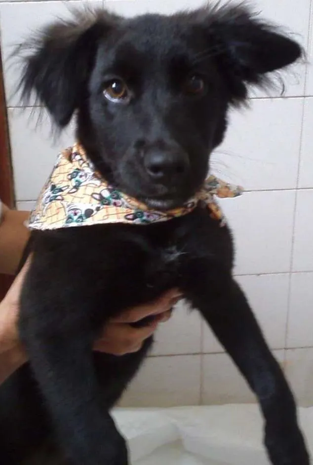 Cachorro ra a SRD idade 2 a 6 meses nome Anita