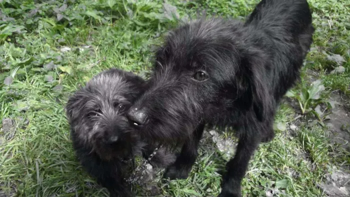 Cachorro ra a Vira-lata idade 2 anos nome Cacau e Pity
