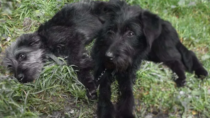 Cachorro ra a Vira-lata idade 2 anos nome Cacau e Pity