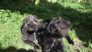Cachorro raça Vira-lata idade 2 anos nome Cacau e Pity