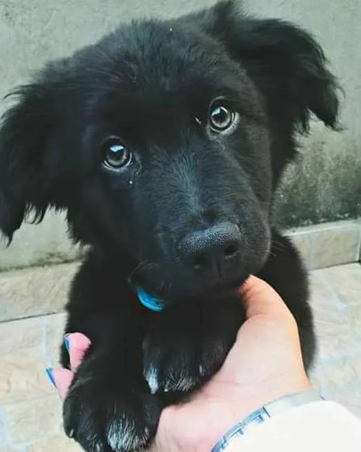 Cachorro ra a SRD idade 2 anos nome FEIJAO