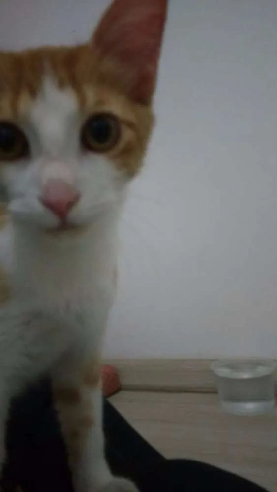 Gato raça SRD idade 2 a 6 meses nome Dimitri