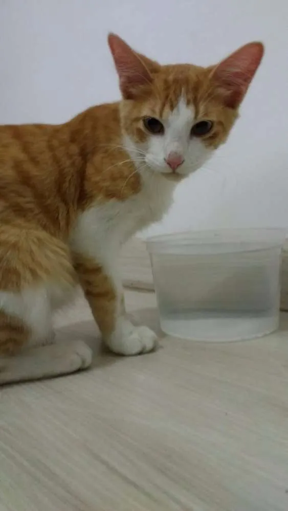 Gato raça SRD idade 2 a 6 meses nome Dimitri
