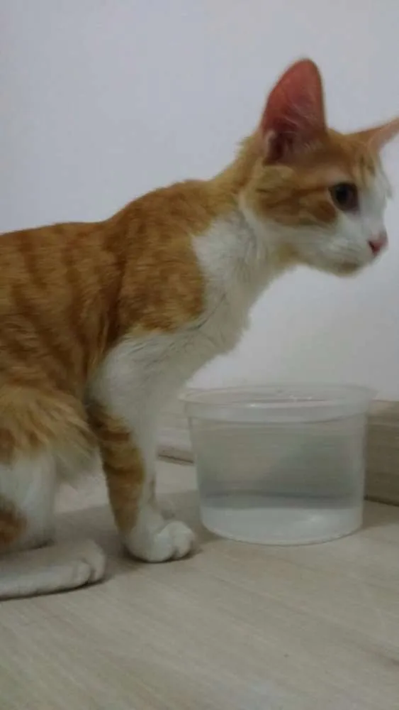 Gato raça SRD idade 2 a 6 meses nome Dimitri