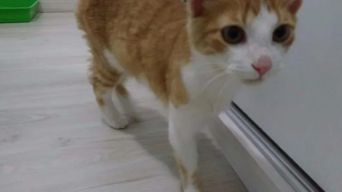 Gato raça SRD idade 2 a 6 meses nome Dimitri