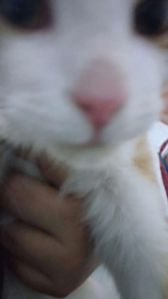 Gato raça SRD idade 2 a 6 meses nome Dimitri