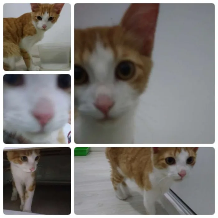 Gato raça SRD idade 2 a 6 meses nome Dimitri