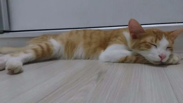 Gato raça SRD idade 2 a 6 meses nome Dimitri