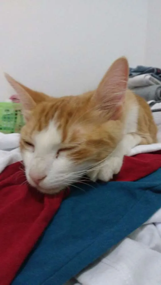 Gato raça SRD idade 2 a 6 meses nome Dimitri
