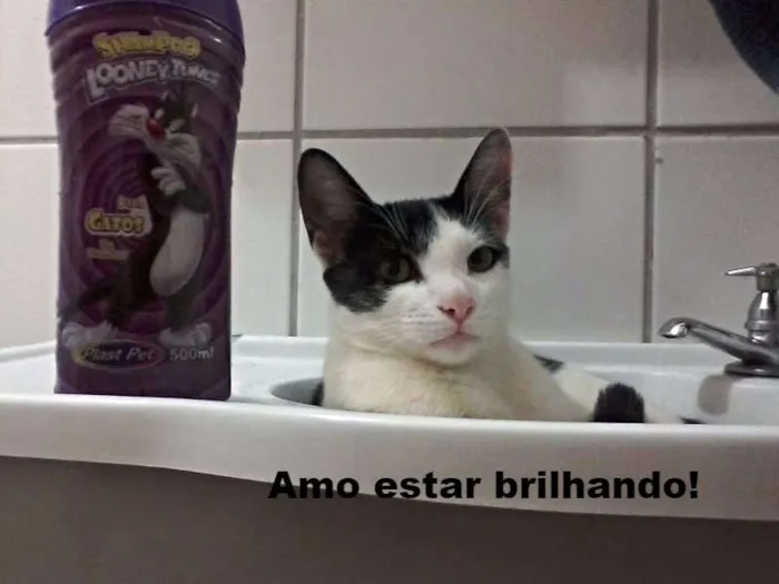 Gato raça sem raça idade 7 a 11 meses nome Manoullo 