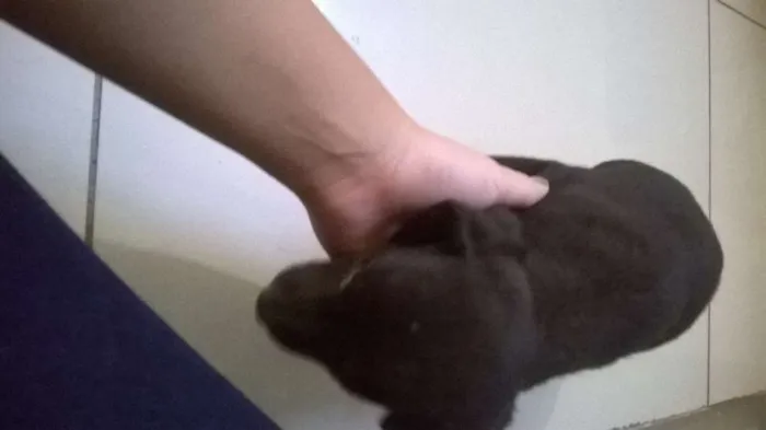 Cachorro raça Vira Lata idade Abaixo de 2 meses nome sem nome
